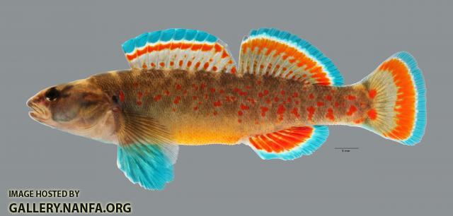 Etheostoma whipplei Redfin Darter 4614ws