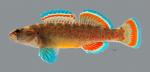 Etheostoma whipplei Redfin Darter 4614ws