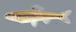 Pimephales notatus Bluntnose Minnow 4677ws