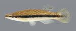 Fundulus olivaceus Blackspotted Topminnow4716ws