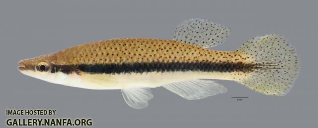 Fundulus olivaceus Blackspotted Topminnow4716ws