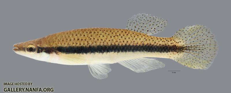 Fundulus olivaceus Blackspotted Topminnow4716ws