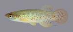 Fundulus chrysotus Golden Topminnow5758ws