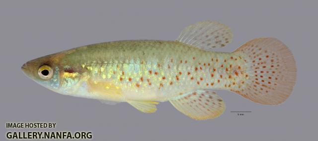 Fundulus chrysotus Golden Topminnow5758ws