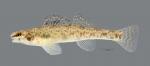 Etheostoma chlorosoma Bluntnose Darter ws