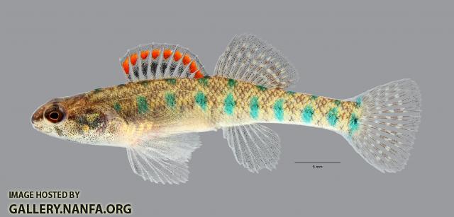 Etheostoma gracile Slough Darter 6961ws