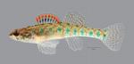 Etheostoma gracile Slough Darter 6961ws