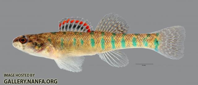 Etheostoma gracile Slough Darter 7125ws