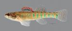 Etheostoma gracile Slough Darter 7125ws