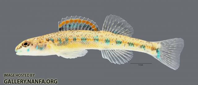 Etheostoma clinton Beaded Darter 8153ws