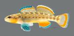 Etheostoma radiosum Orangebelly Darter 8329ws