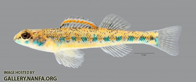 Etheostoma clinton Beaded Darter 7419ws