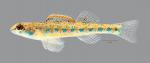 Etheostoma clinton Beaded Darter 7419ws