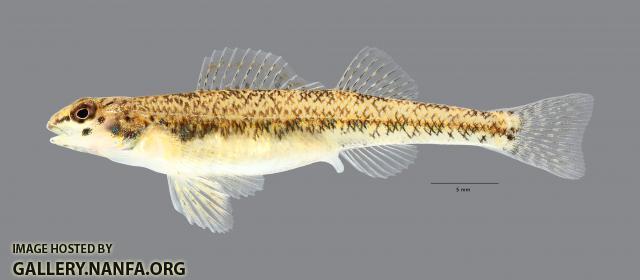 Etheostoma clinton Beaded Darter 7513ws