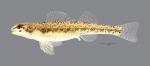 Etheostoma clinton Beaded Darter 7513ws