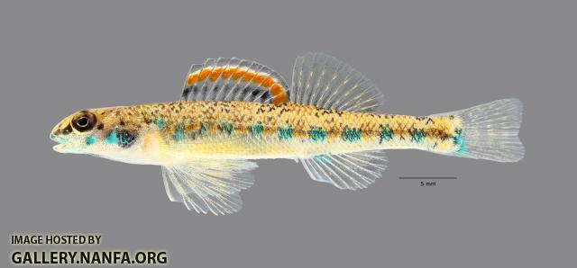 Etheostoma clinton Beaded Darter 7666ws