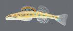 Etheostoma clinton Beaded Darter 8153ws