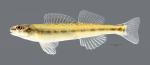 Percina copelandi Channel Darter 8385ws