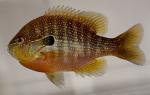 Lepomis megalotis gulf coast form male1 by JZ