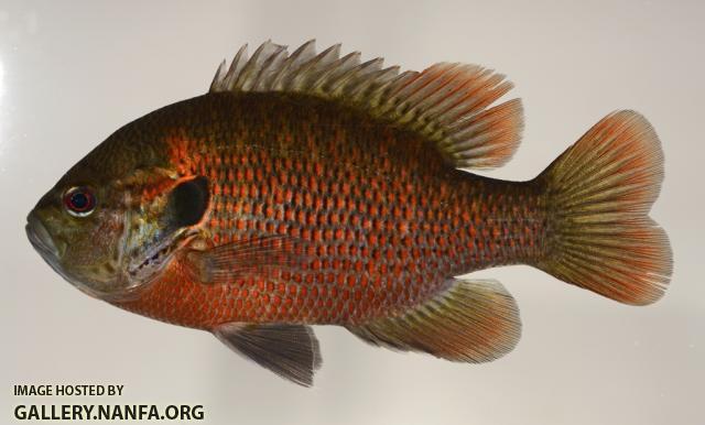 Lepomis miniatus male1 by JZ