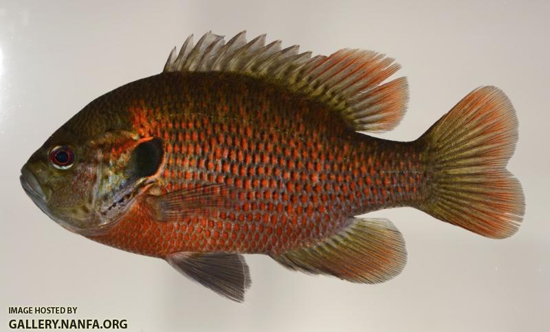 Lepomis miniatus male1 by JZ