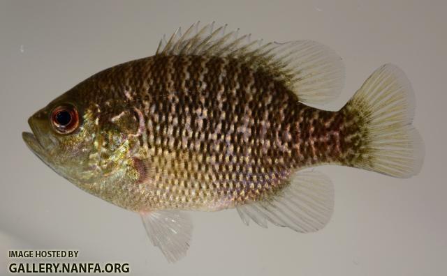 Lepomis symmetricus male 6 by JZ