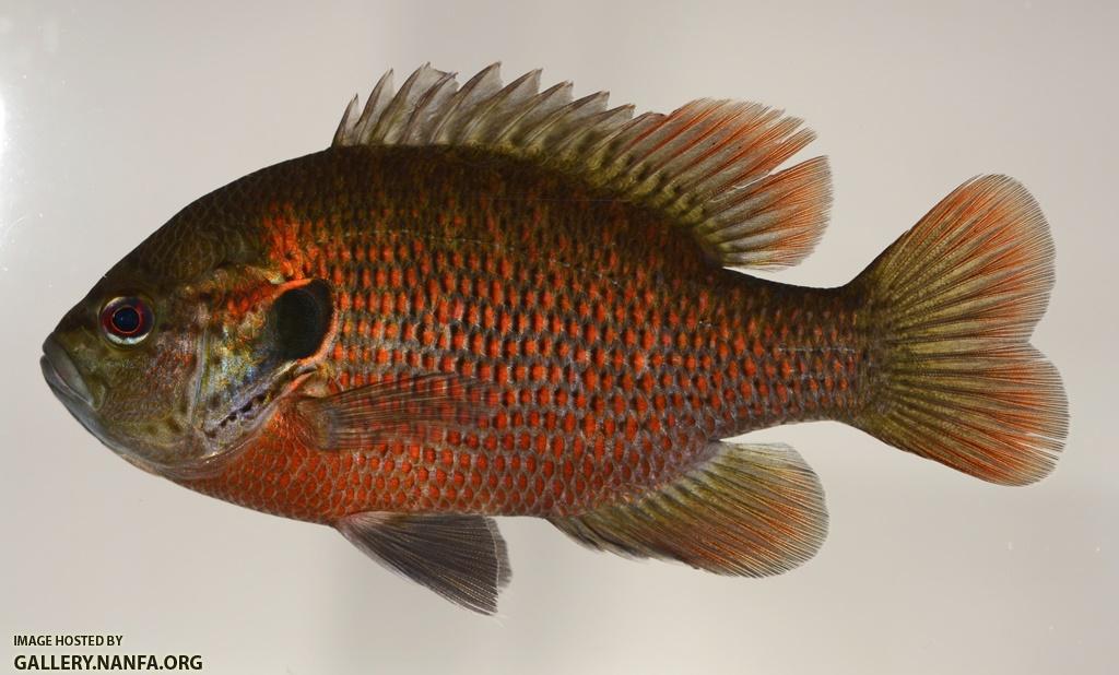 Lepomis miniatus male1 by JZ