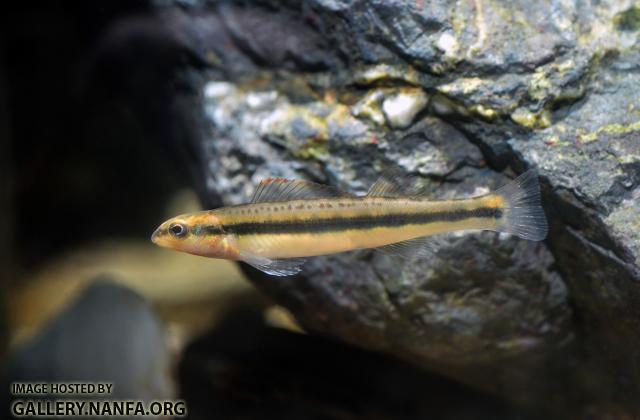 tangerine darter sub-adult