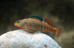 male rainbow darter on rock