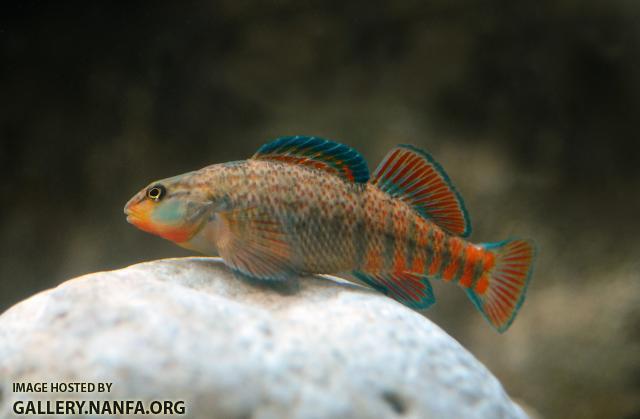 male rainbow darter on rock