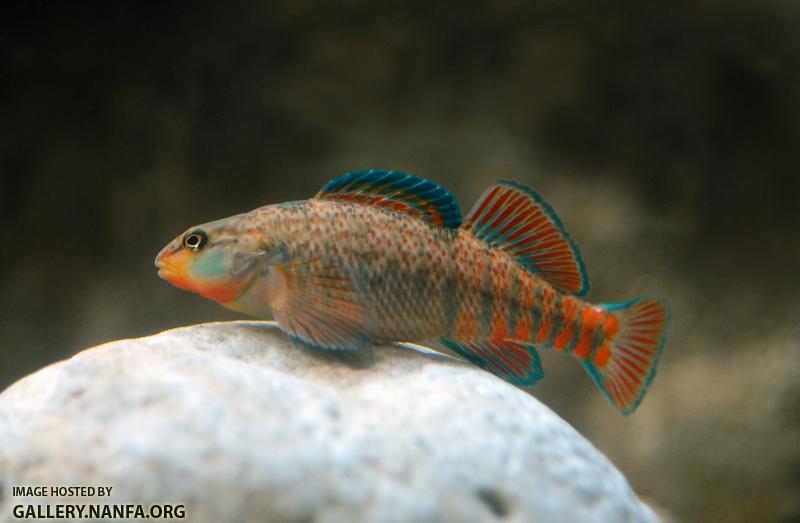 male rainbow darter on rock