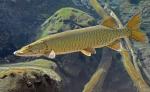 muskellunge