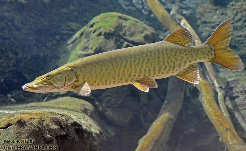 muskellunge