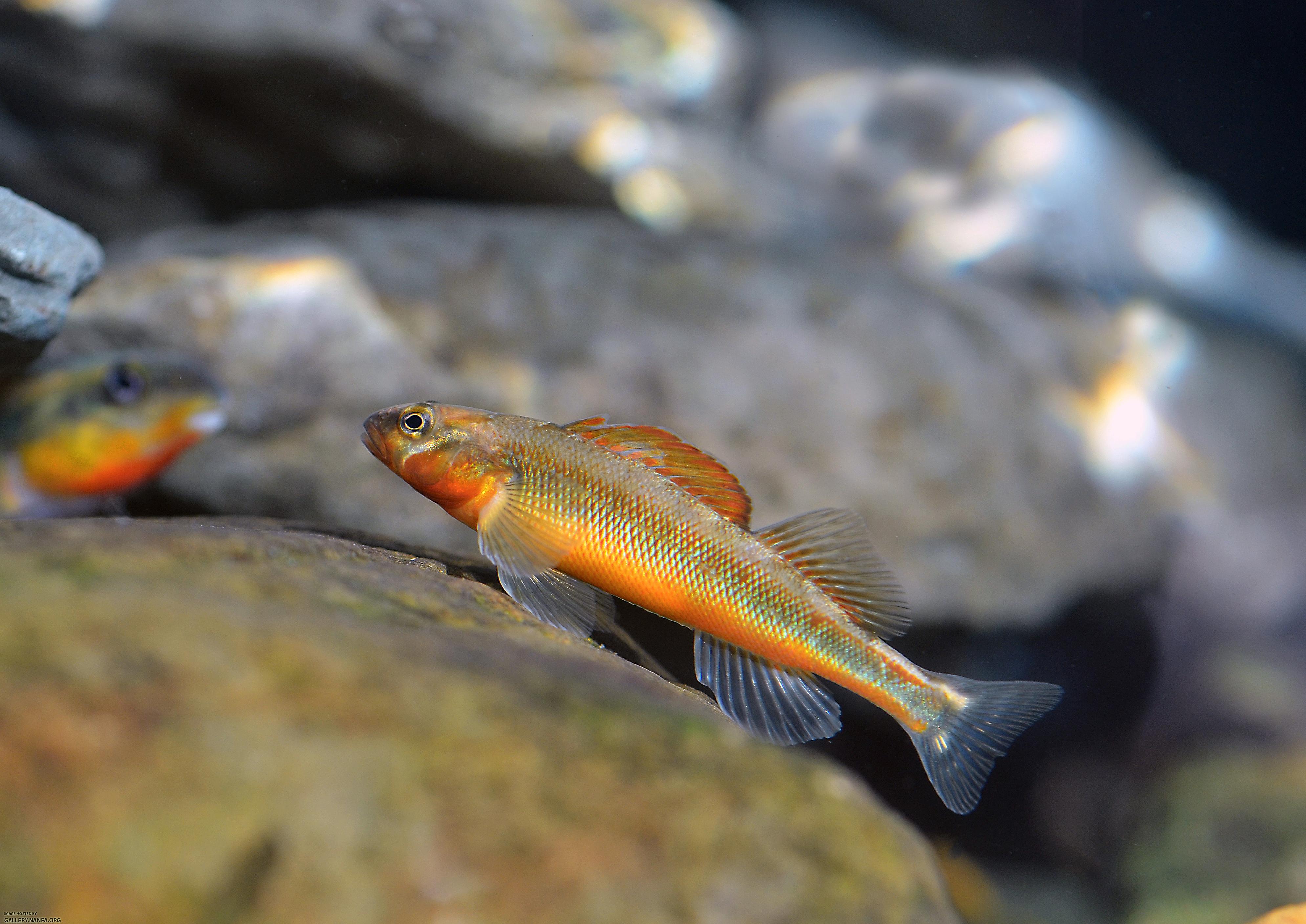 gilt darter