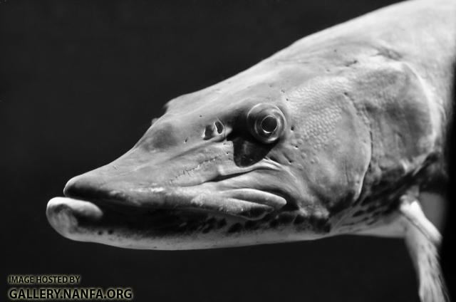 muskellunge head