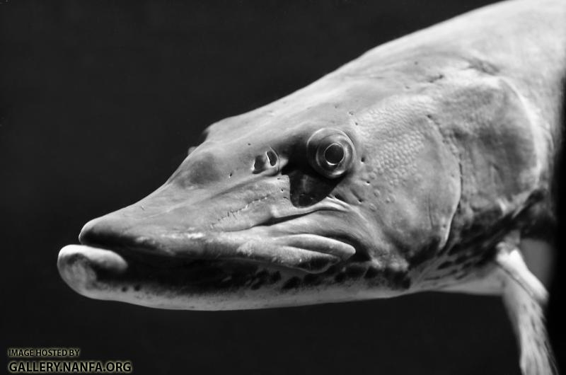 muskellunge head