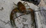 Crayfish