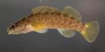 Etheostoma maculatum female by BZ