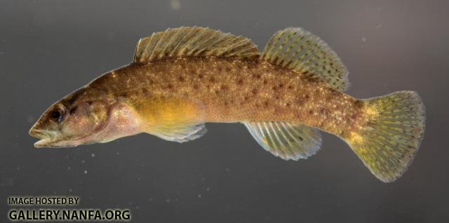 Etheostoma maculatum female by BZ