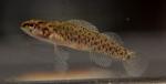 Etheostoma maculatum juvenile captive raised1 by BZ