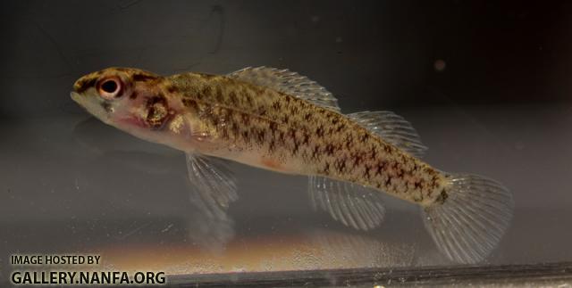 Etheostoma maculatum juvenile captive raised1 by BZ