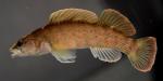 Etheostoma maculatum male by BZ