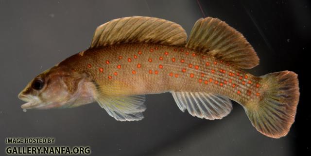 Etheostoma maculatum male by BZ