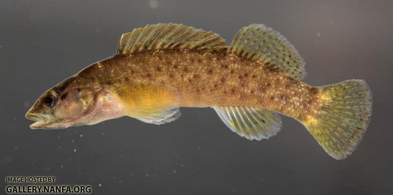 Etheostoma maculatum female by BZ