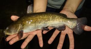 Brown Bullhead