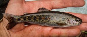 Columbia River Redband Trout