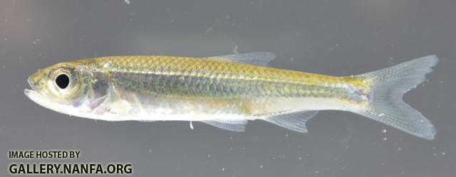 Notropis ariomus1 by BZ