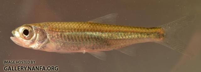 Notropis ariommus2 by BZ