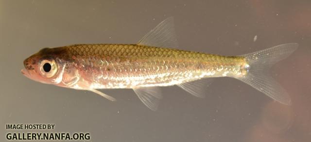 Notropis ariommus3 by BZ