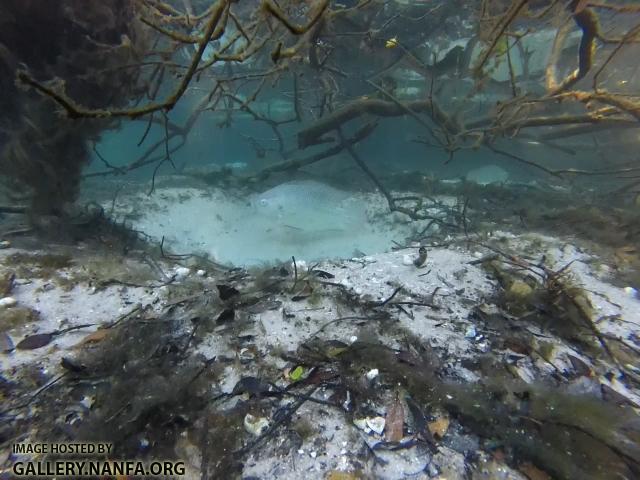 Tilapia Nests